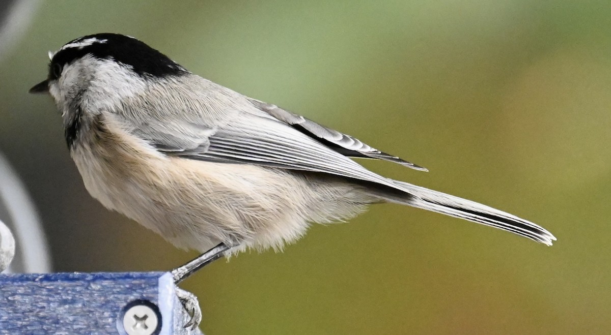 Mountain Chickadee - ML642943919