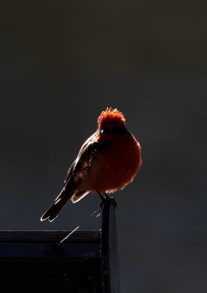 Vermilion Flycatcher (Northern) - ML642943920