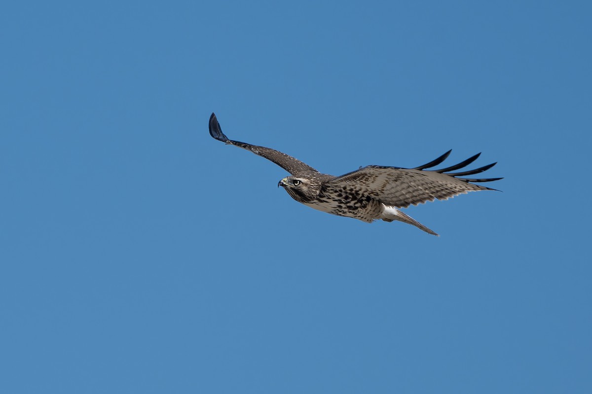 Red-tailed Hawk - ML642943949