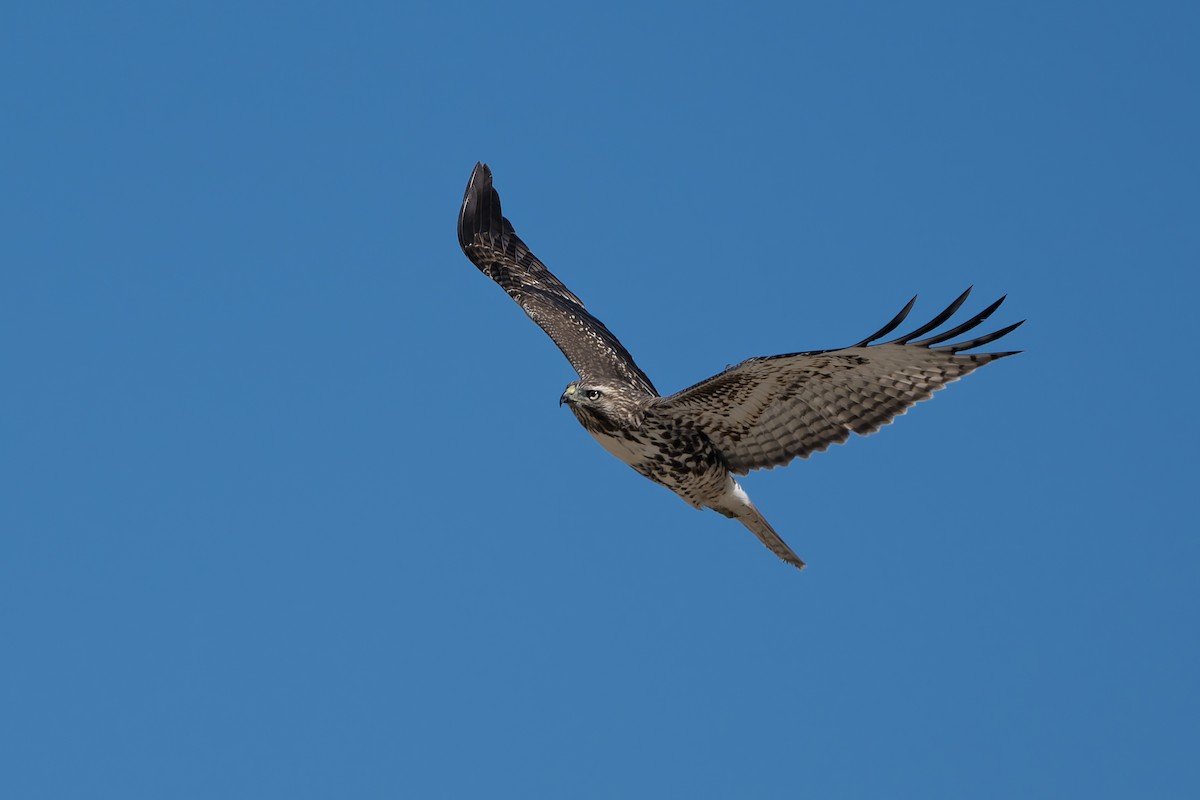 Red-tailed Hawk - ML642943950