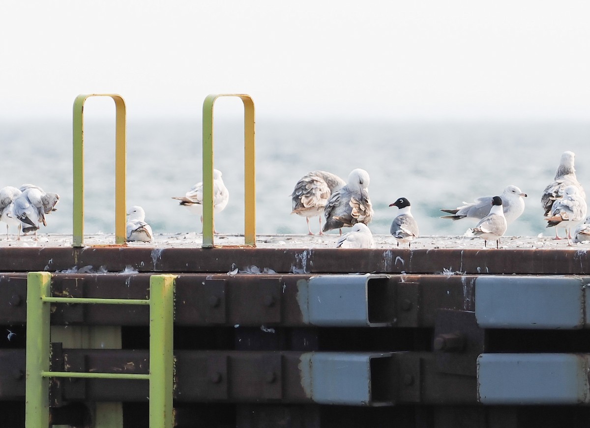 Franklin's Gull - ML642943951