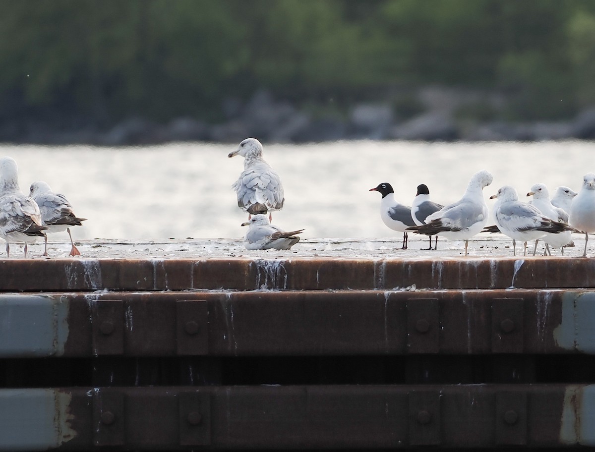 Franklin's Gull - ML642943952
