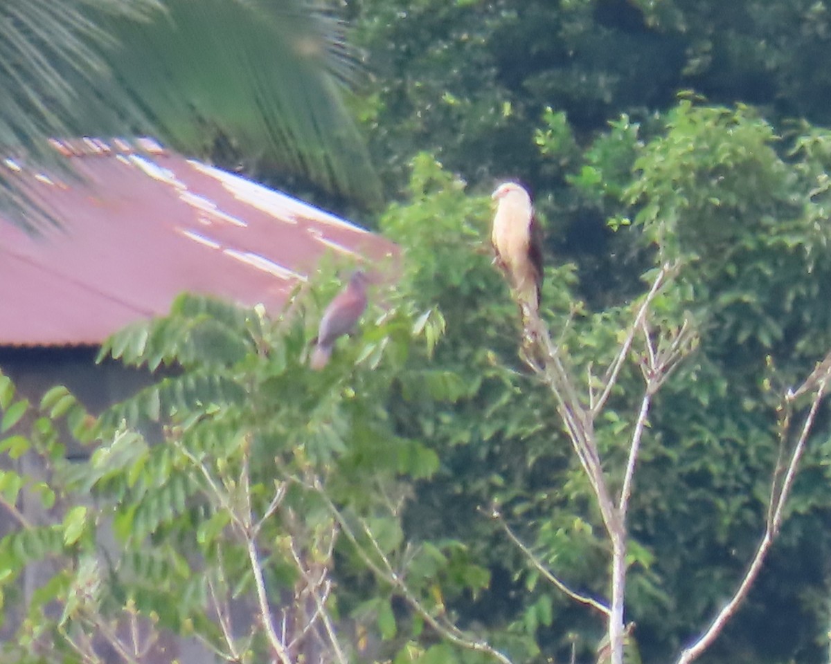 Yellow-headed Caracara - ML642943954