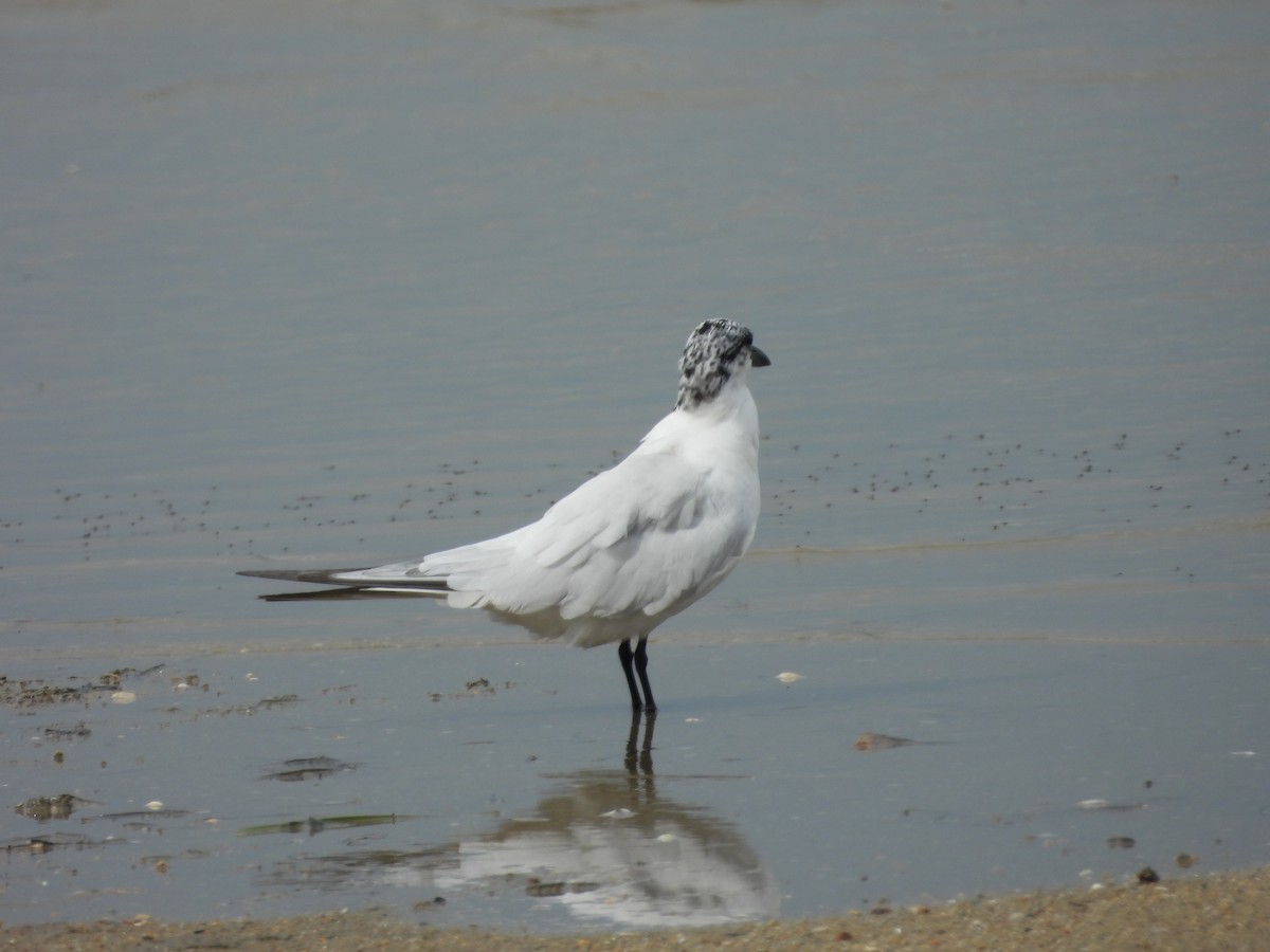 Australian Tern - ML642943974