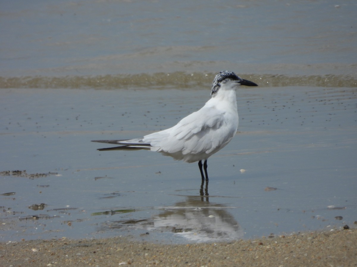 Australian Tern - ML642943978