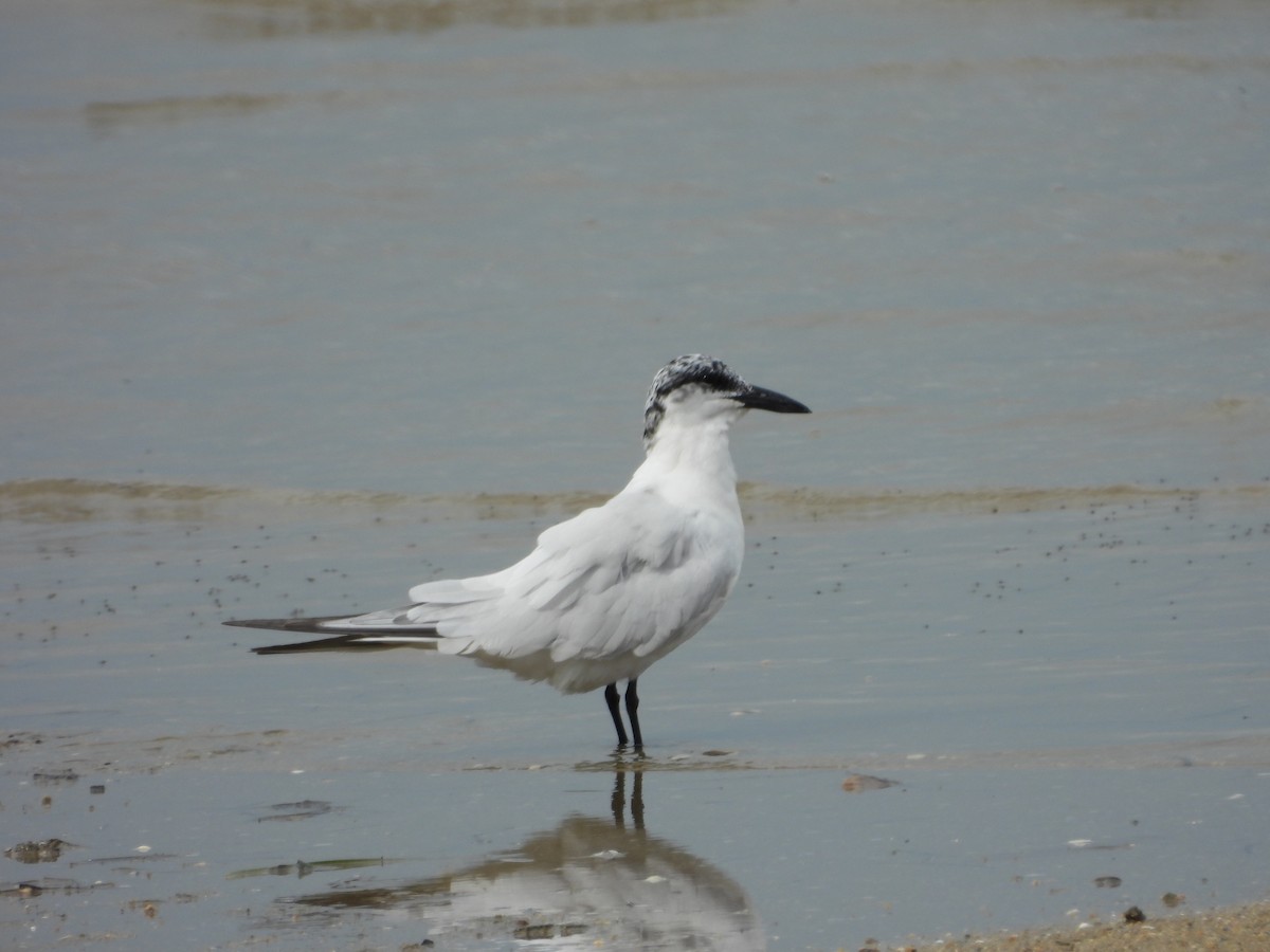 Australian Tern - ML642943982