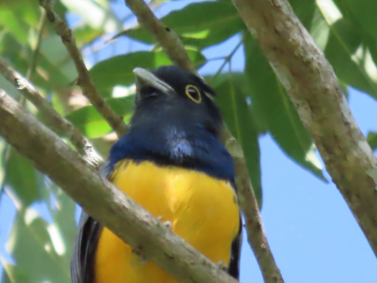 Gartered Trogon - ML642943988