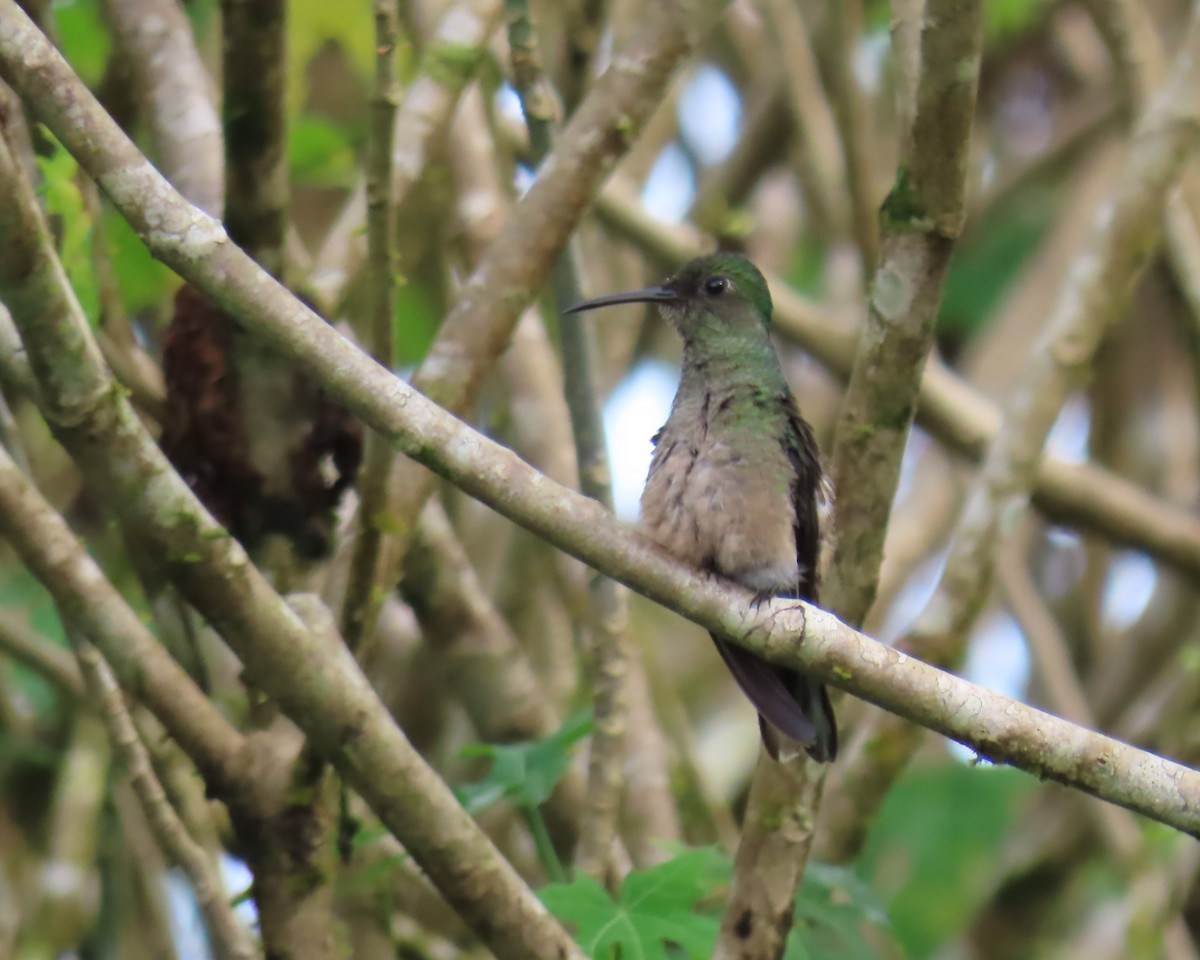 Scaly-breasted Hummingbird - ML642944003