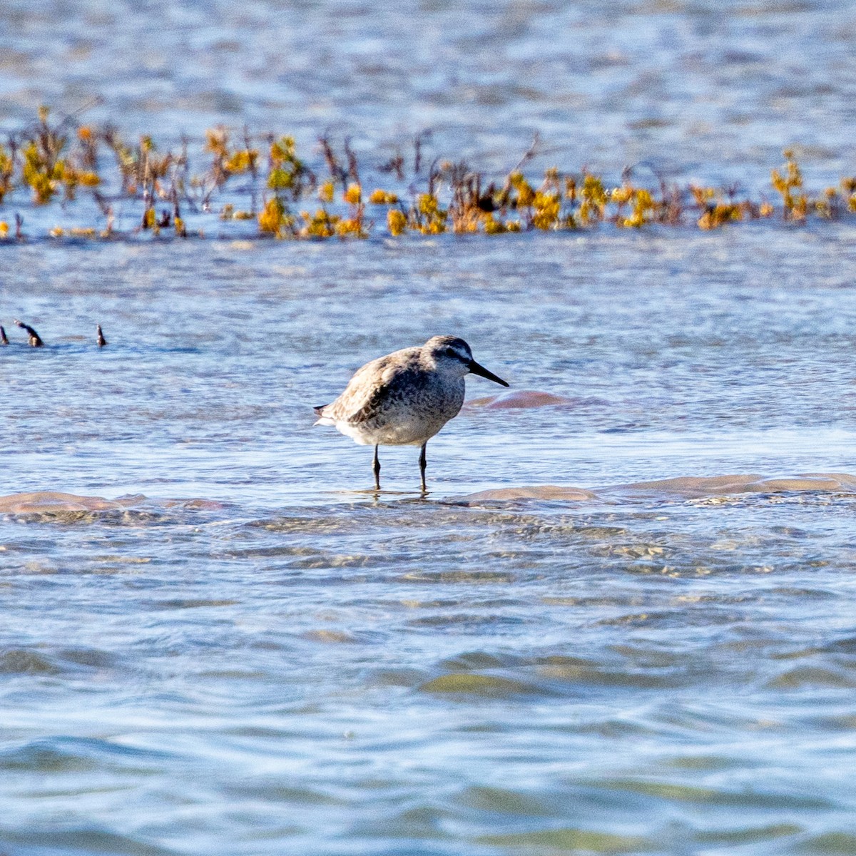 Red Knot - Skip Cantrell