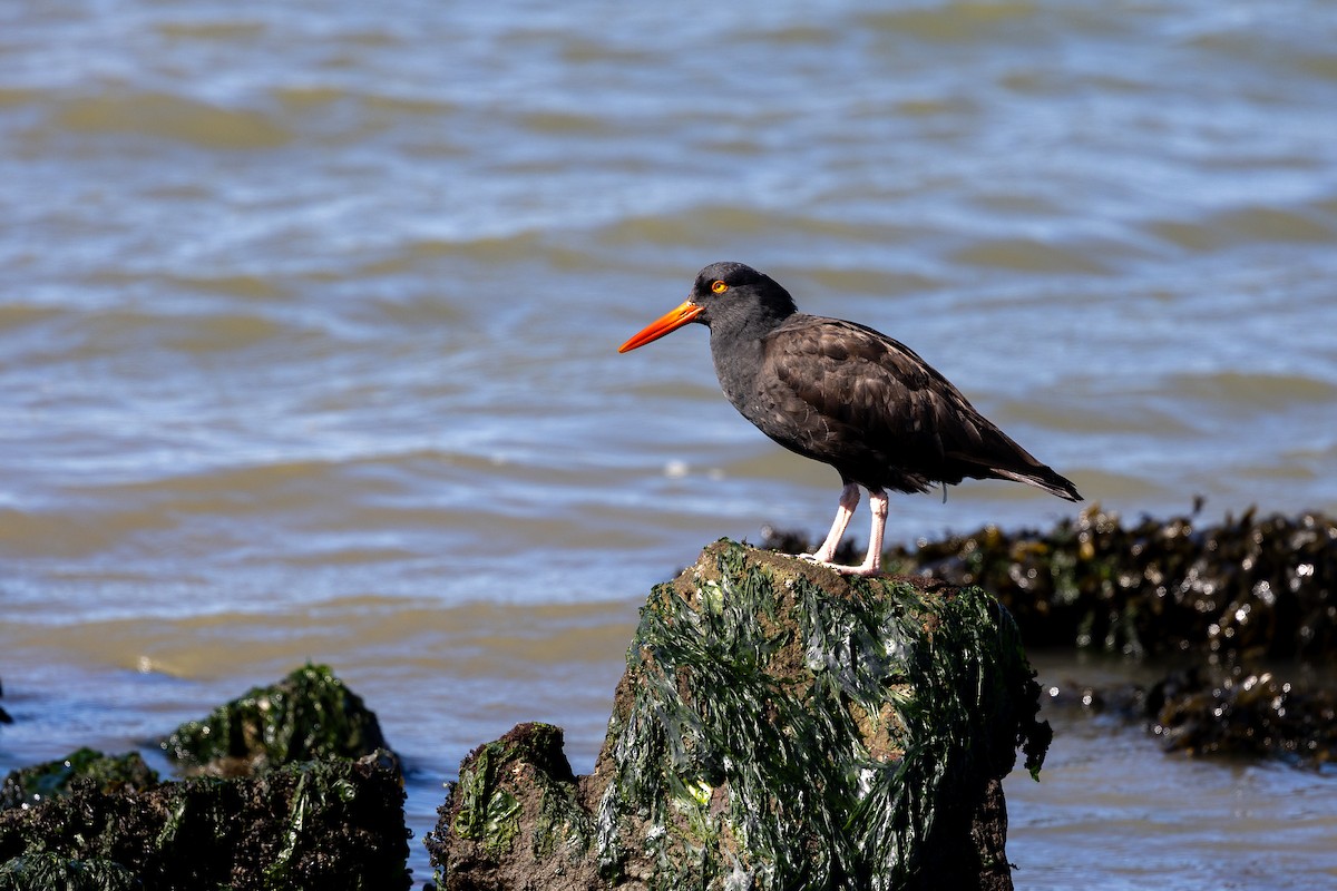Black Oystercatcher - ML642944036