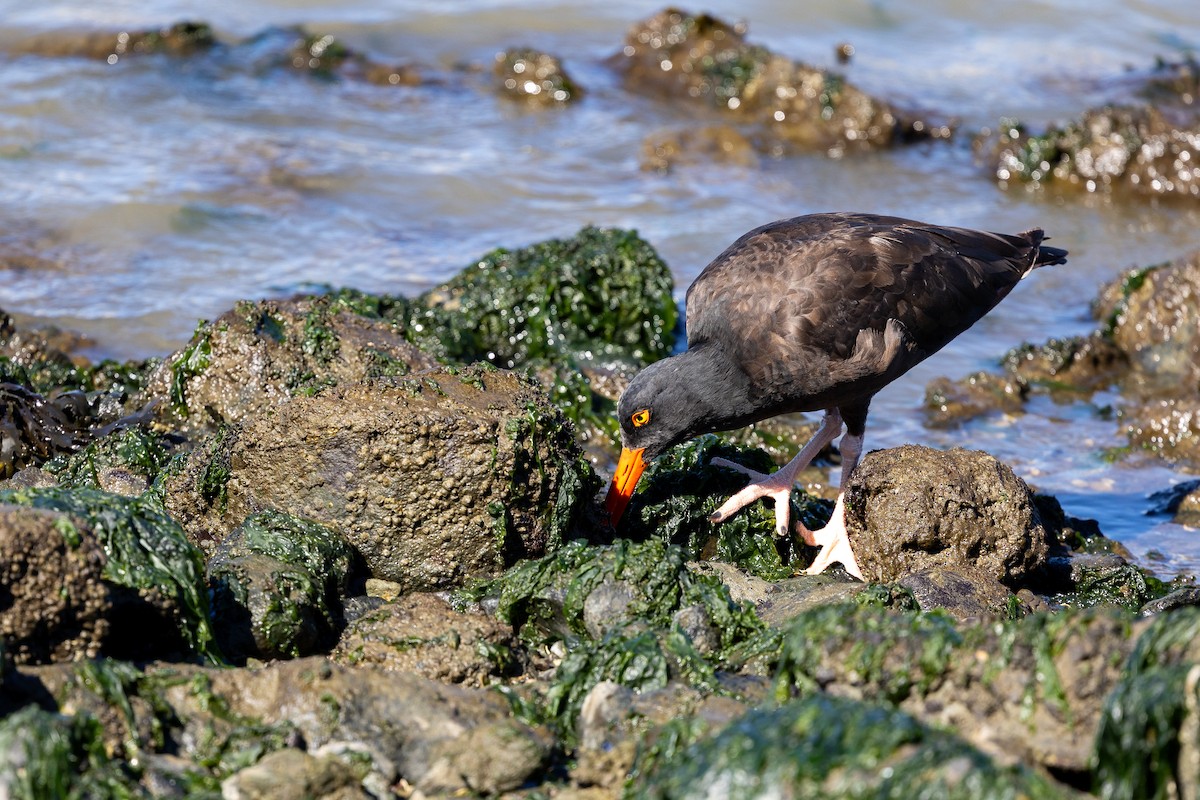 Black Oystercatcher - ML642944037