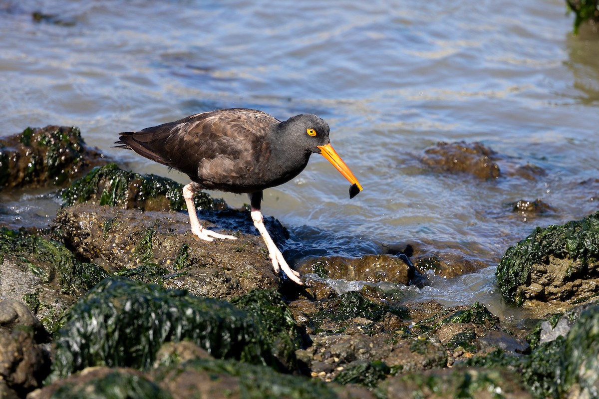 Black Oystercatcher - ML642944038