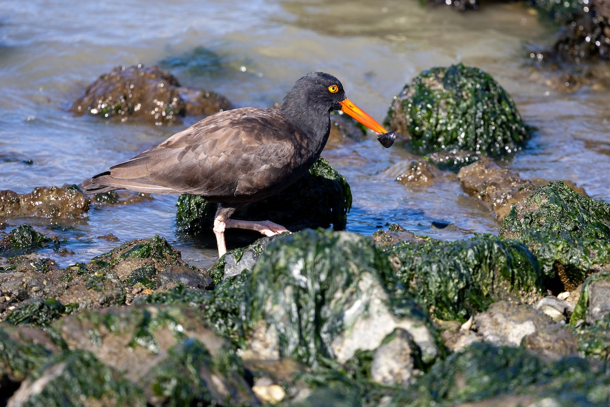 Black Oystercatcher - ML642944039