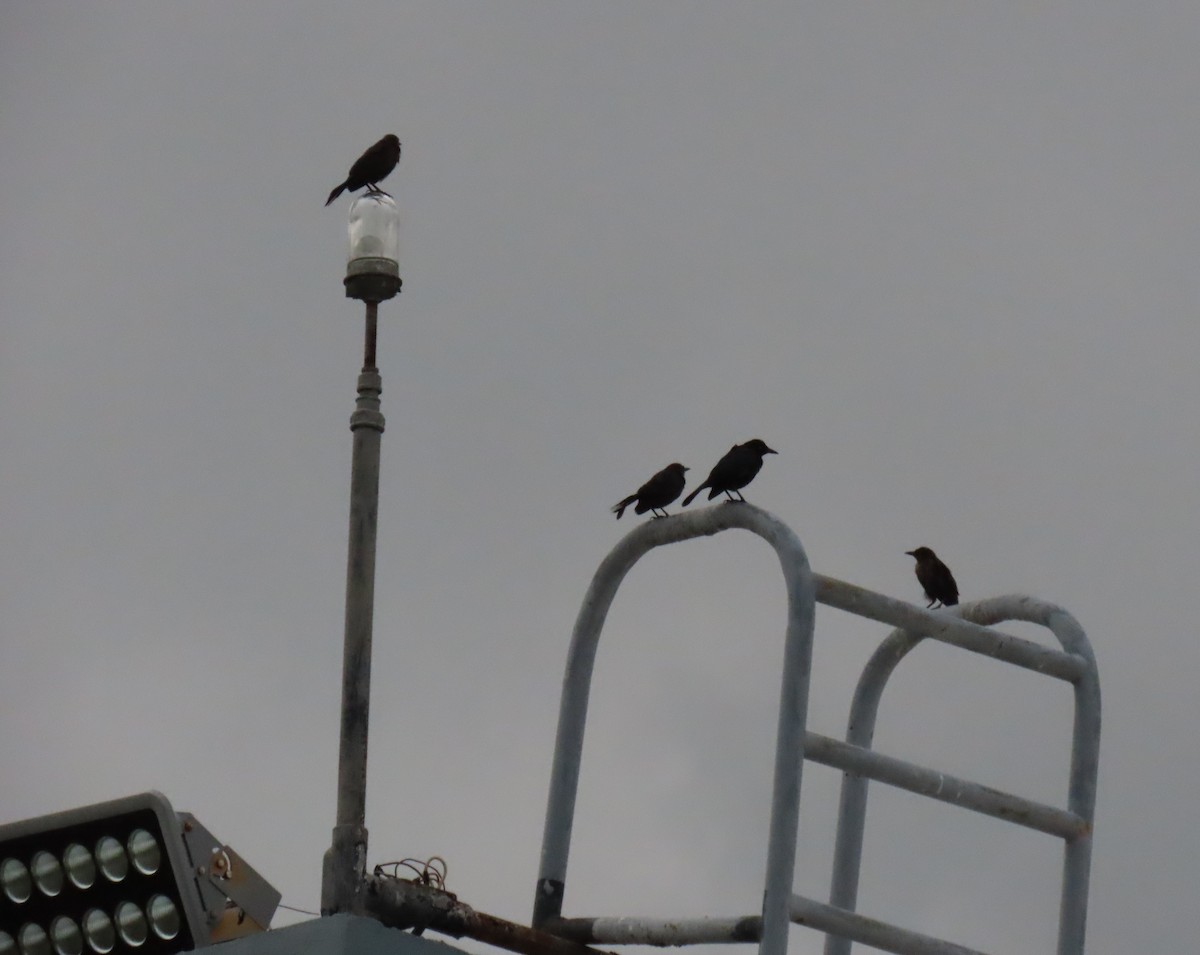 Carib Grackle - ML642944041