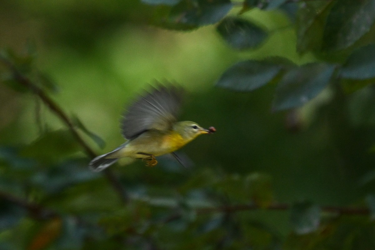 Northern Parula - ML642944044