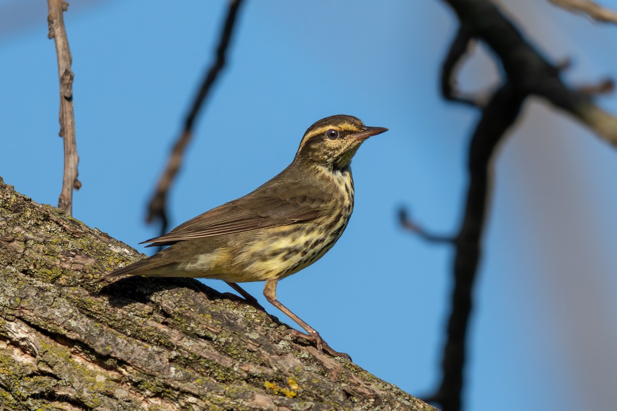 Northern Waterthrush - ML642944046