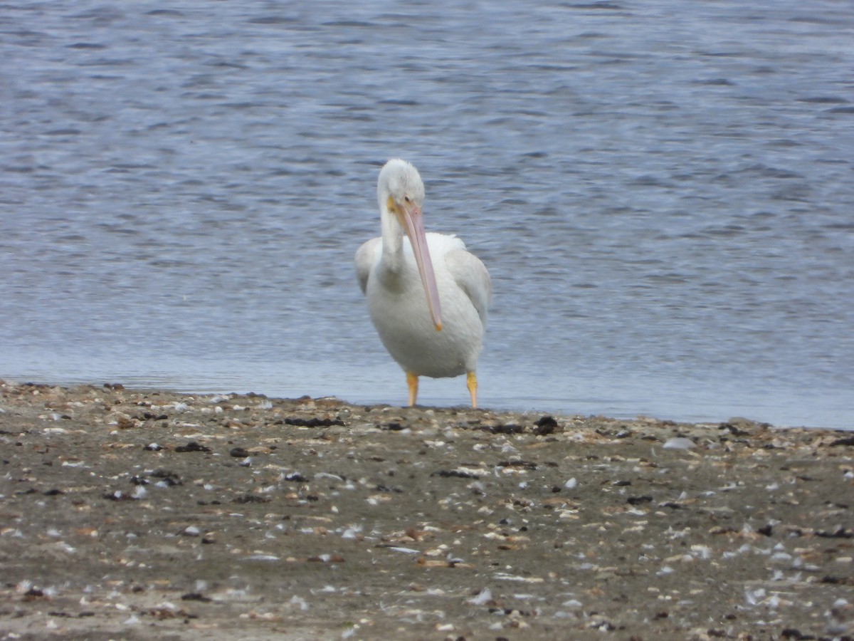 American White Pelican - ML642944047