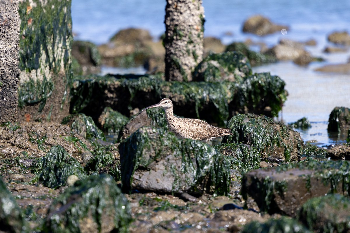 Whimbrel - ML642944048