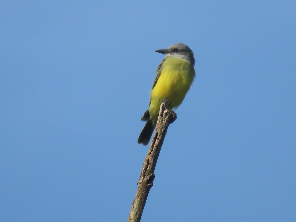 Tropical Kingbird - ML642944049