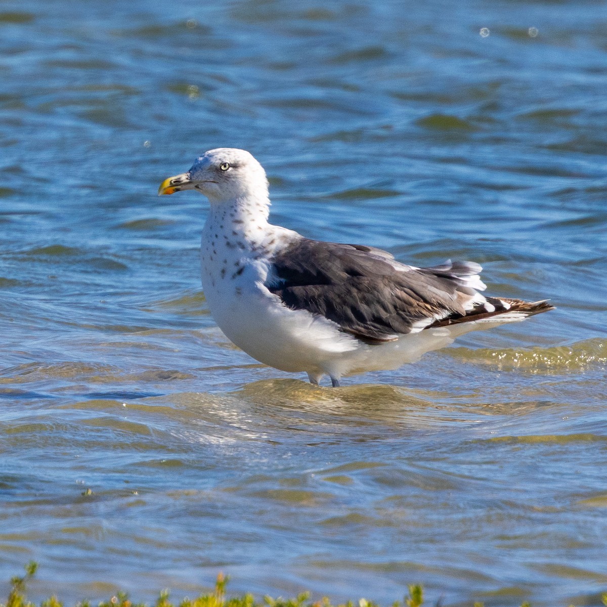 Lesser Black-backed Gull - ML642944051