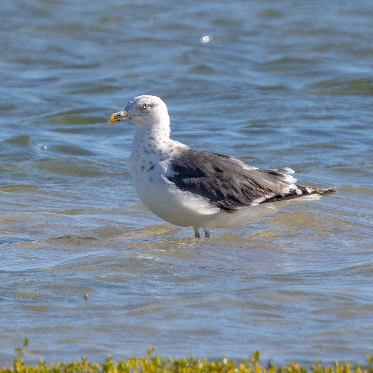 Lesser Black-backed Gull - ML642944052