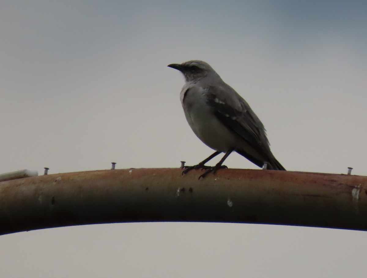 Tropical Mockingbird - ML642944054