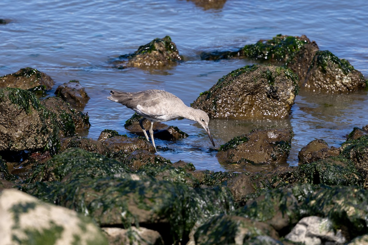 Willet - ML642944058
