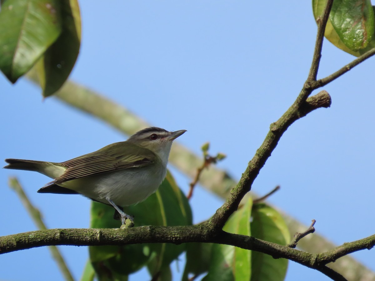 Red-eyed Vireo - ML642944059