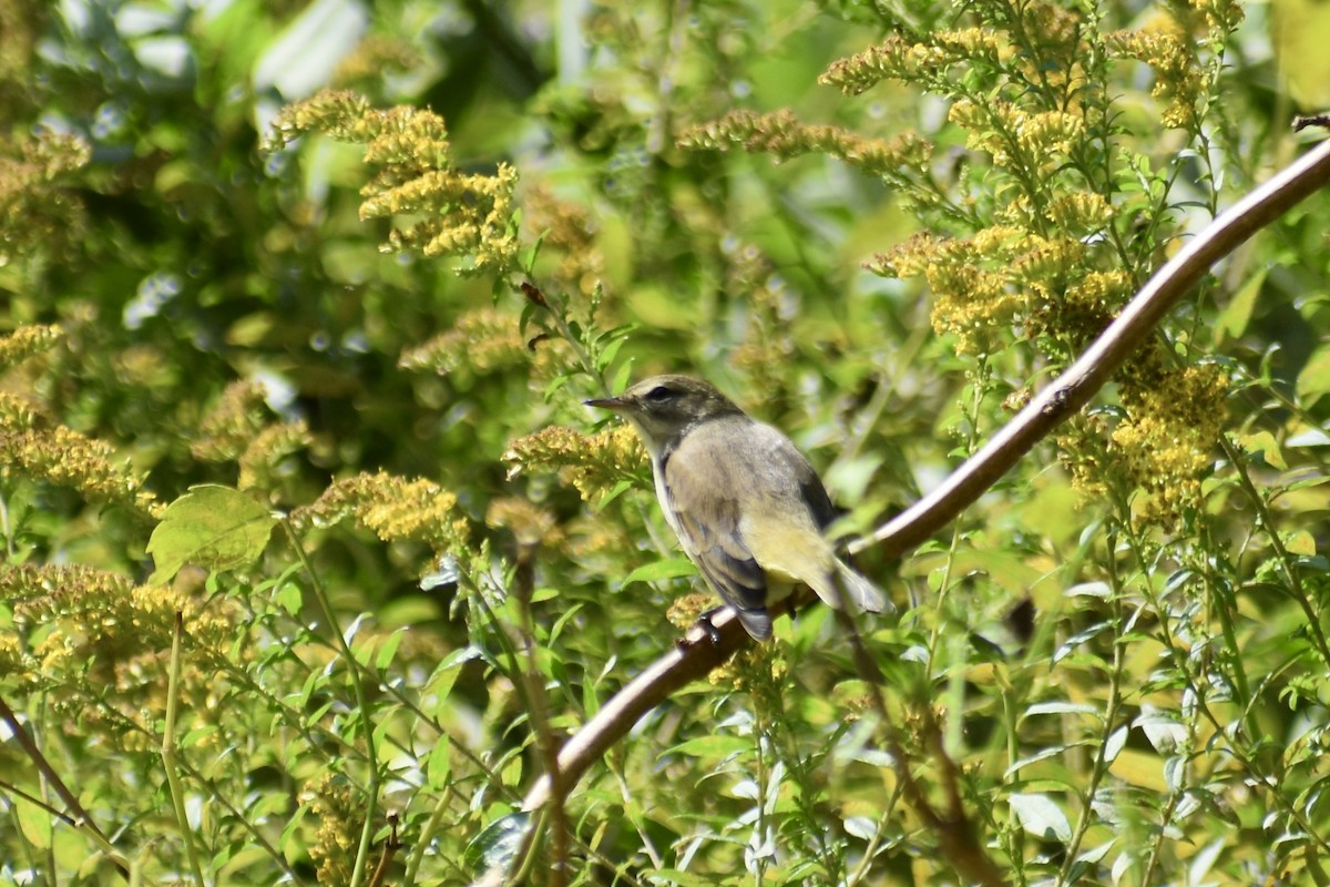 Palm Warbler (Western) - ML642944060