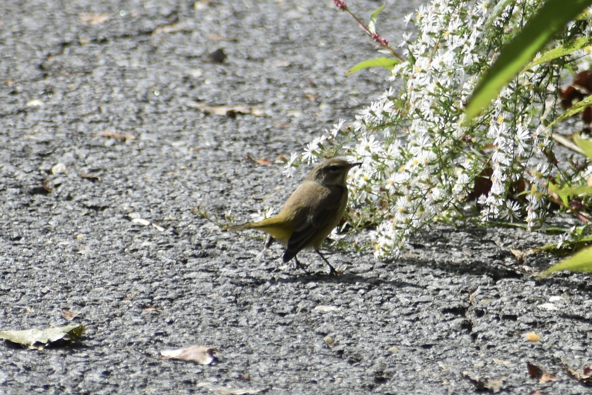 Palm Warbler (Western) - ML642944062