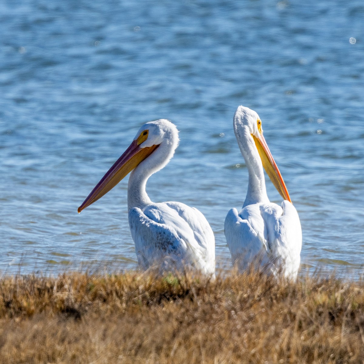 American White Pelican - ML642944063