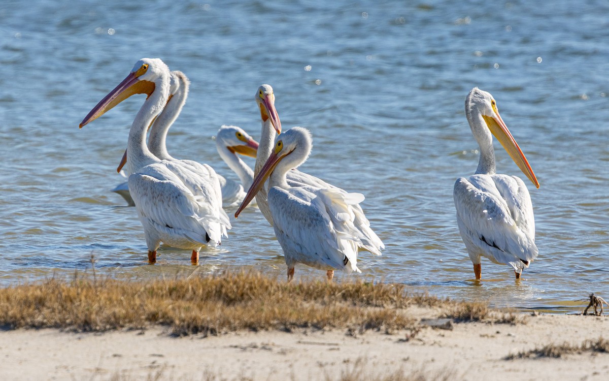 American White Pelican - ML642944064