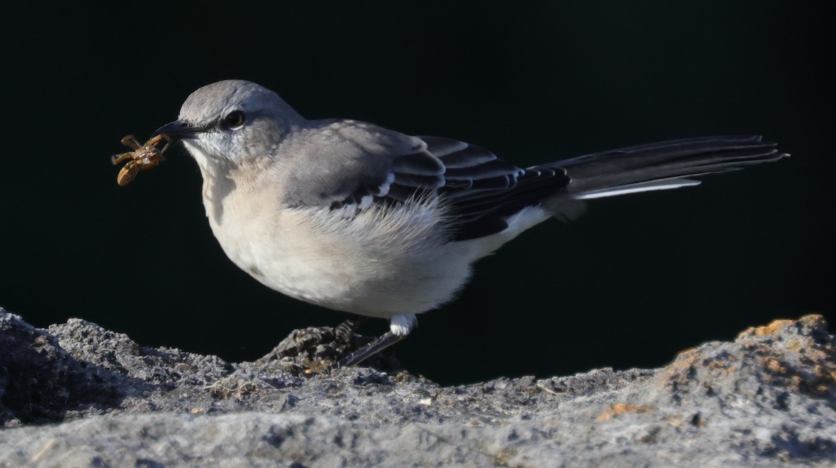 Northern Mockingbird - ML642944066