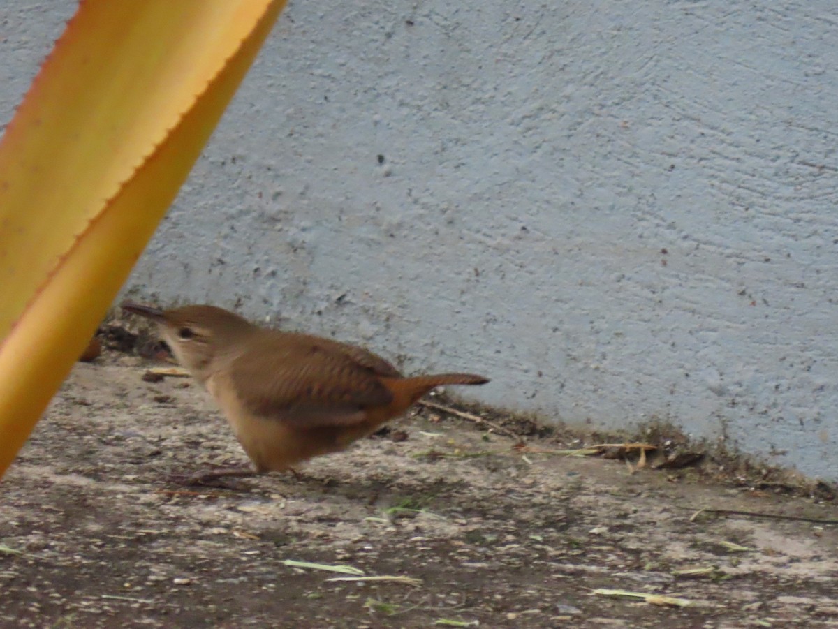 Southern House Wren - ML642944067