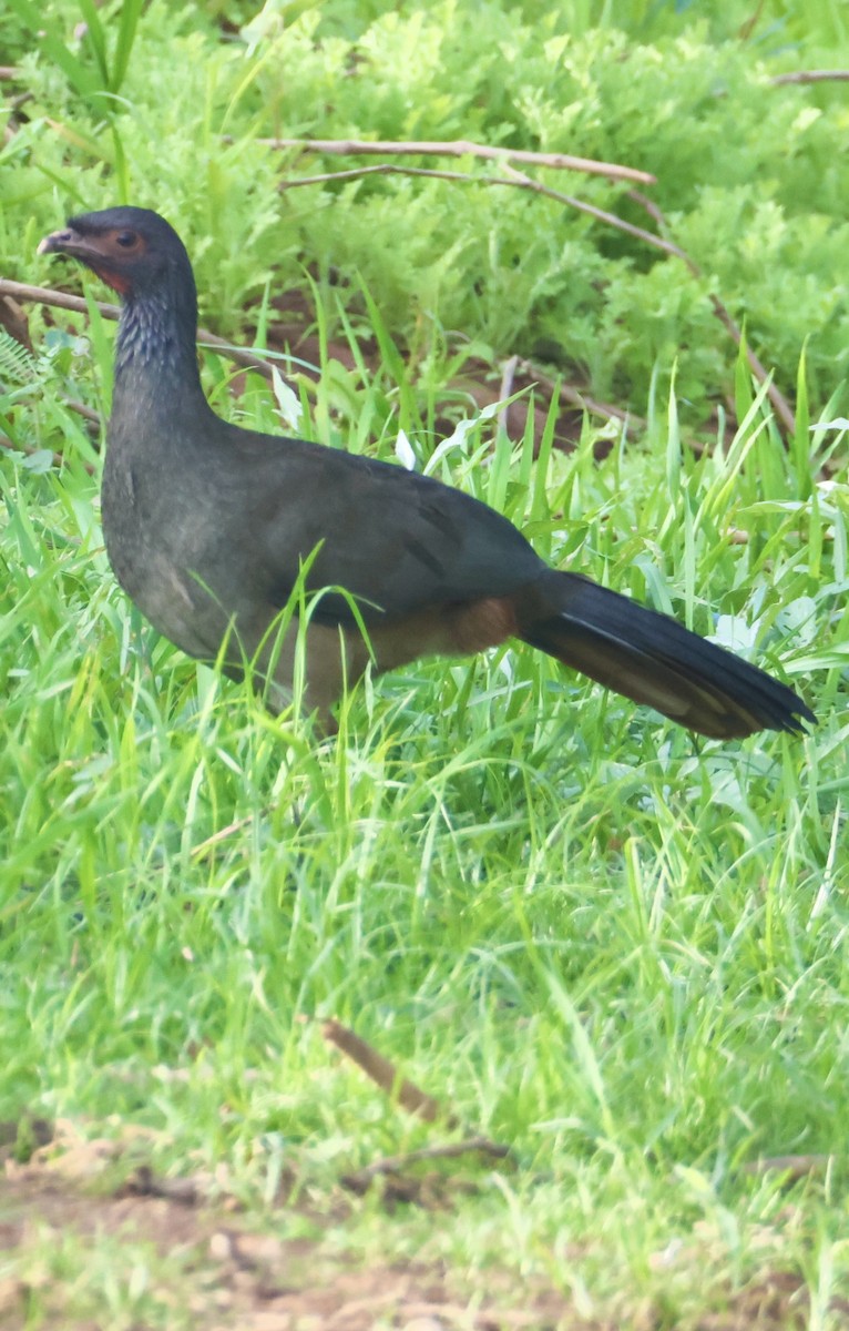 Chaco Chachalaca - ML642944068