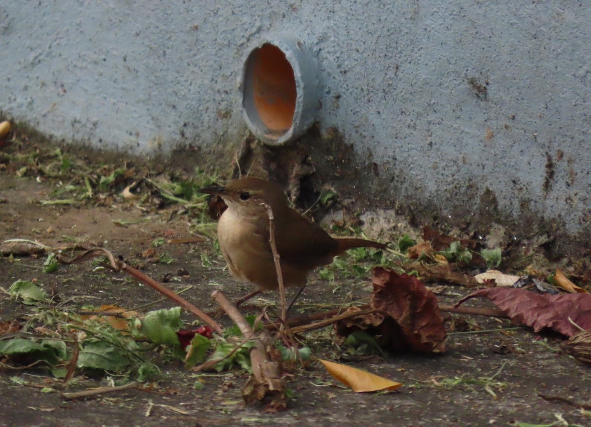 Southern House Wren - ML642944070