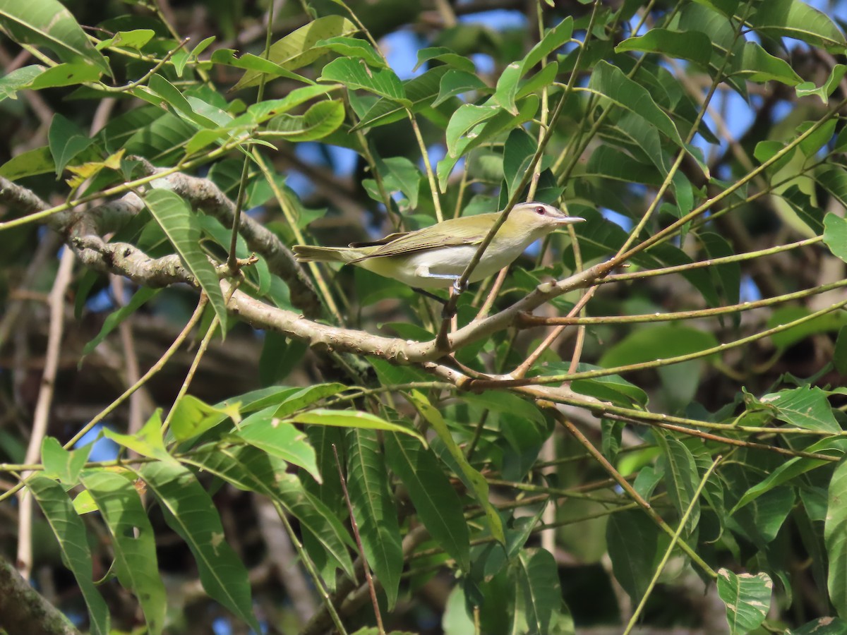 Yellow-green Vireo - ML642944071