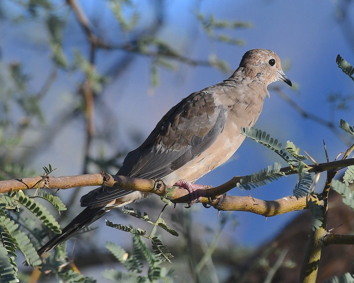 Mourning Dove - ML642944072