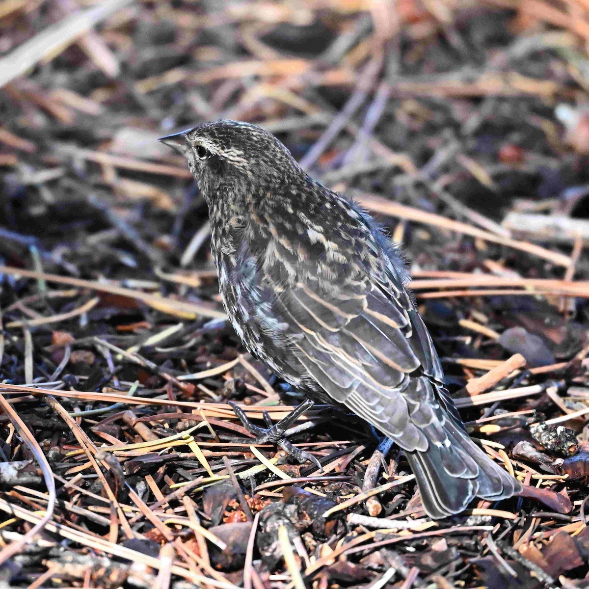 Red-winged Blackbird - ML642944074