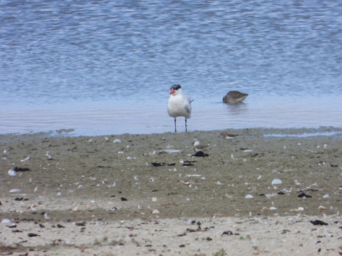 Caspian Tern - ML642944075