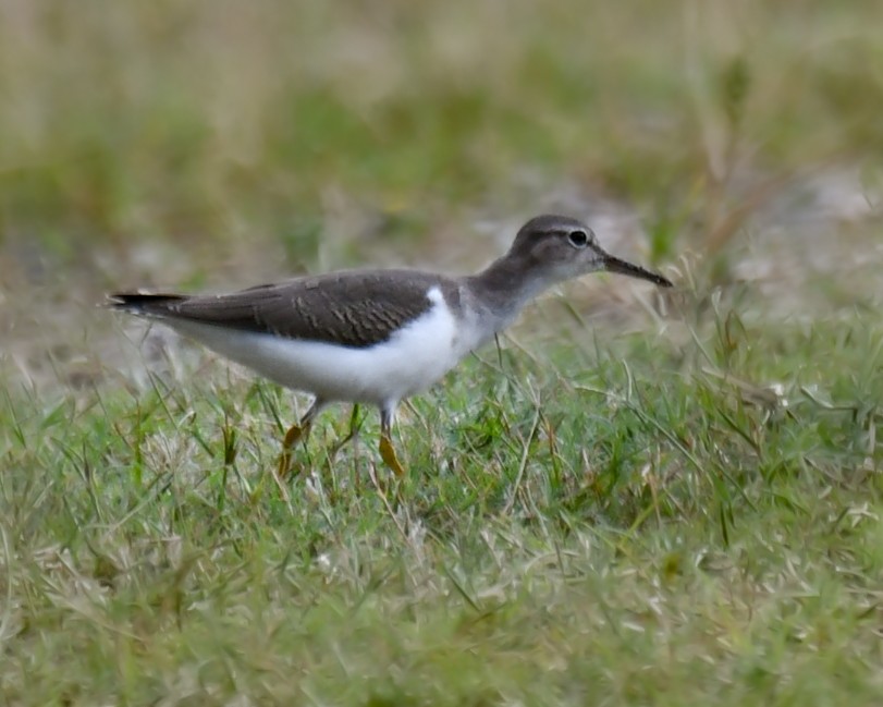 Spotted Sandpiper - ML642944080