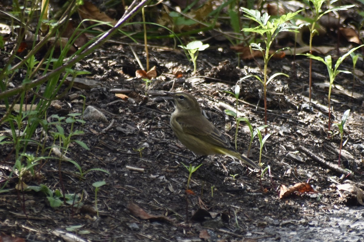Palm Warbler (Western) - ML642944081