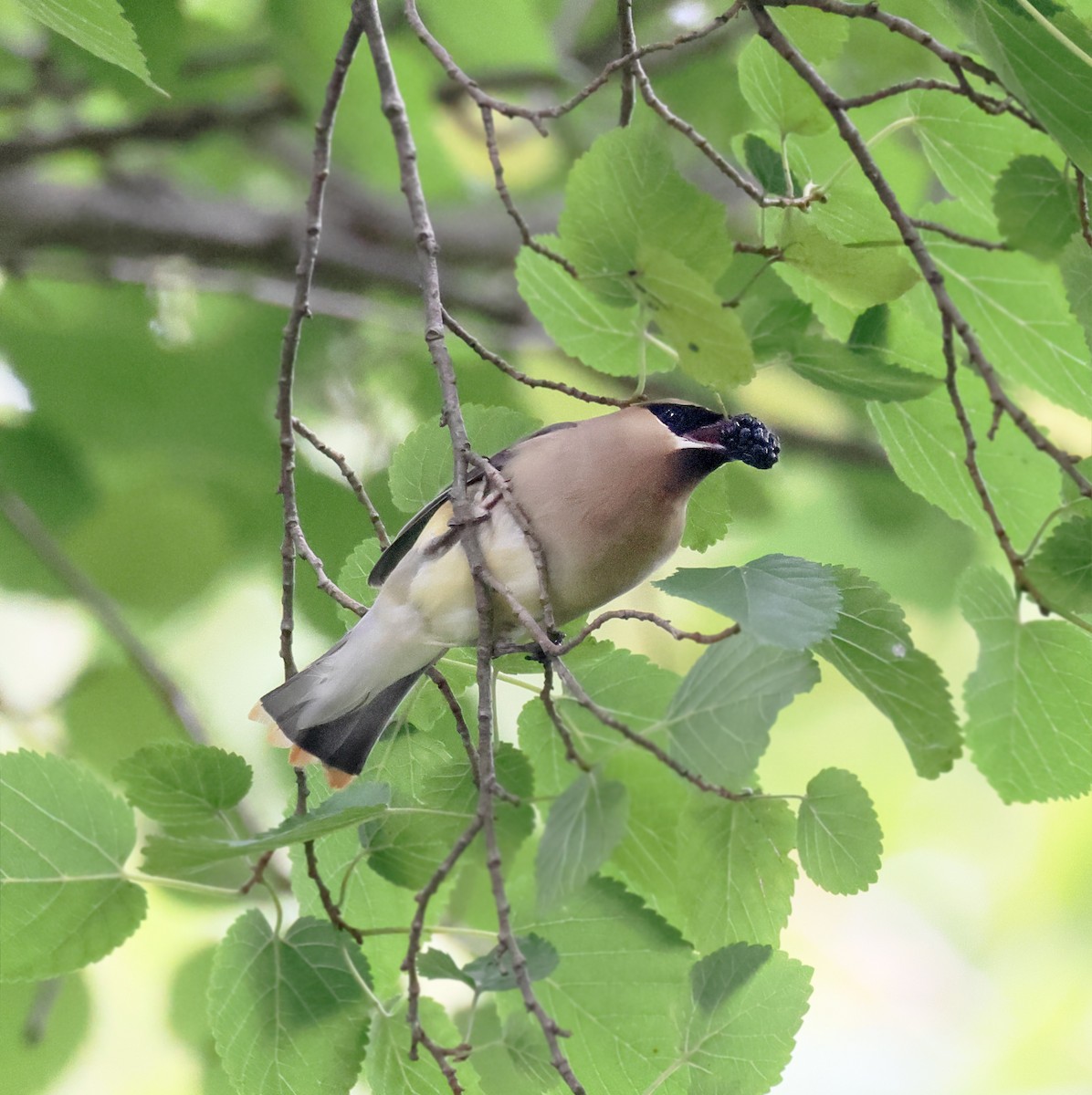 Cedar Waxwing - ML642944083