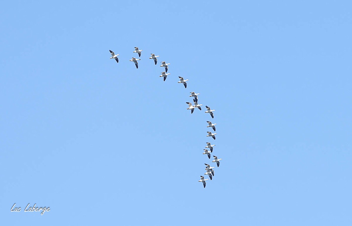 Snow Goose - ML642944084