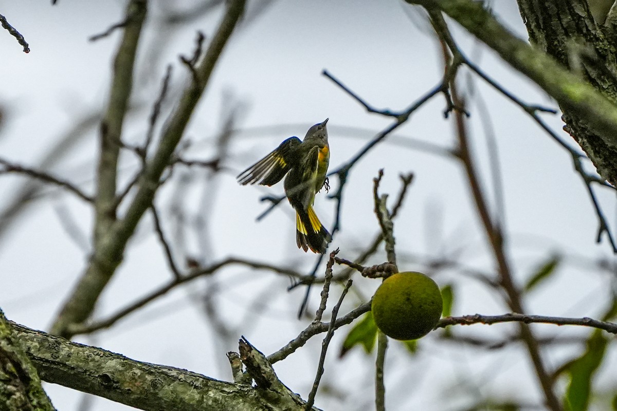 American Redstart - ML642944087
