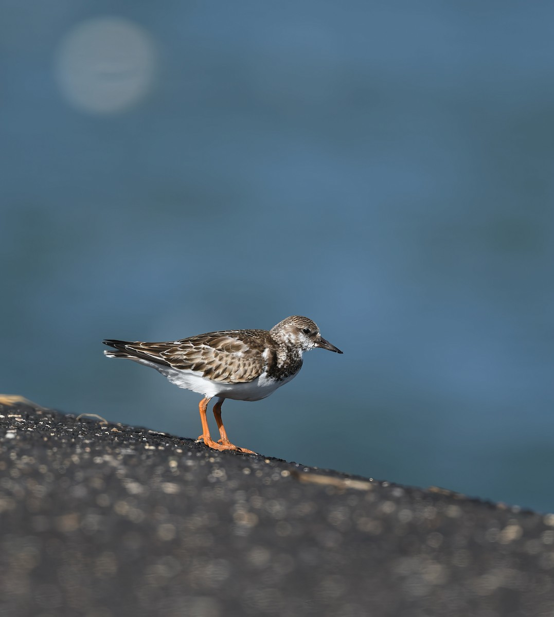 Ruddy Turnstone - ML642944104