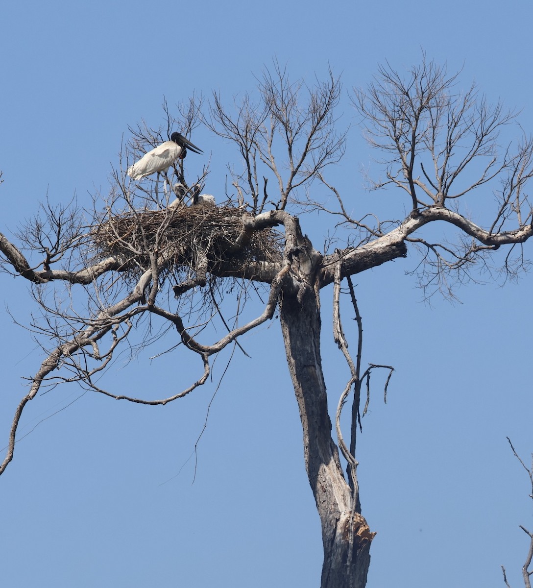 Jabiru - ML642944118