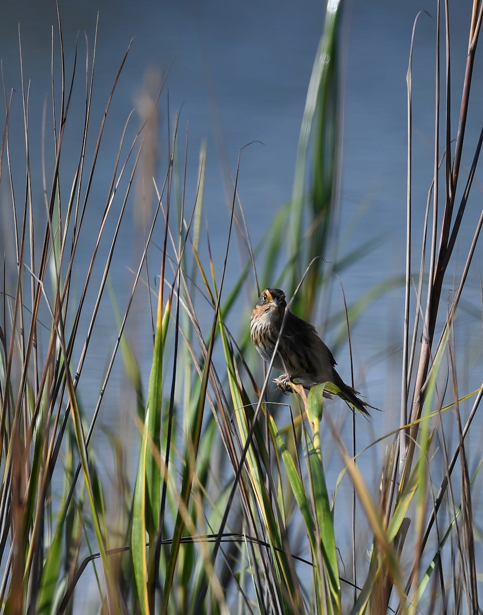 Saltmarsh Sparrow - ML642944128