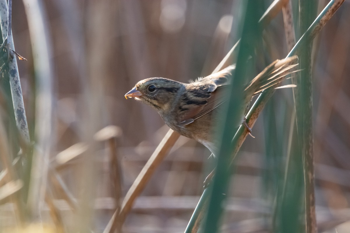 Swamp Sparrow - ML642944130