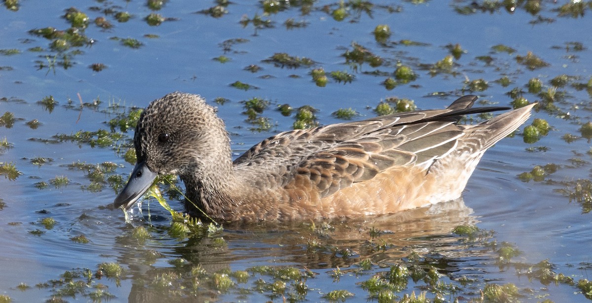American Wigeon - ML642944142